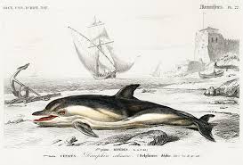 Image result for Delphinus delphis