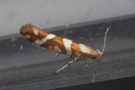 Attēlu rezultāti vaicājumam “Argyresthia goedartella”
