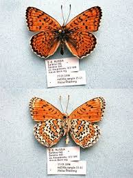 Attēlu rezultāti vaicājumam “Melitaea cinxia upperside”