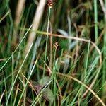 Attēlu rezultāti vaicājumam “Carex dioica fruit”