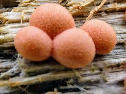 Attēlu rezultāti vaicājumam “Lycogala flavofuscum spores”