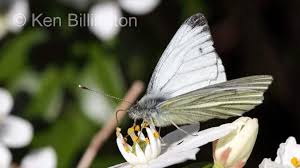 Attēlu rezultāti vaicājumam “Pieris napi”