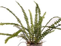 Attēlu rezultāti vaicājumam “Asplenium trichomanes”