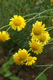 Image result for Färberkamille