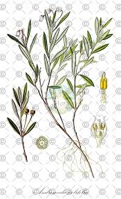 Attēlu rezultāti vaicājumam “Andromeda polifolia fruit”