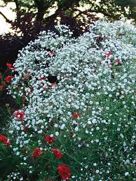 Attēlu rezultāti vaicājumam “Gypsophila fastigiata flower”