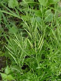 Attēlu rezultāti vaicājumam “Cardamine impatiens”