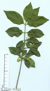Attēlu rezultāti vaicājumam “Euonymus europaeus leaf”