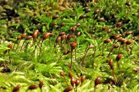 Attēlu rezultāti vaicājumam “Serpoleskea subtilis sporophyte”