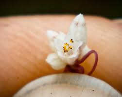 Attēlu rezultāti vaicājumam “Cuscuta epithymum subsp. trifolii flower”