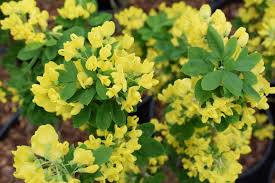 Image result for Laburnum anagyroides