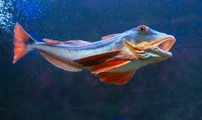 Image result for Chelidonichthys cuculus