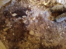 Attēlu rezultāti vaicājumam “Coniophora puteana”