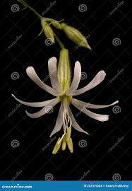 Attēlu rezultāti vaicājumam “Silene nutans flower”