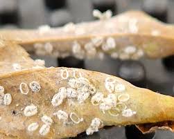 Attēlu rezultāti vaicājumam “Javesella pellucida female”