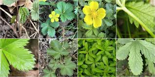 Attēlu rezultāti vaicājumam “Potentilla reptans leaf”
