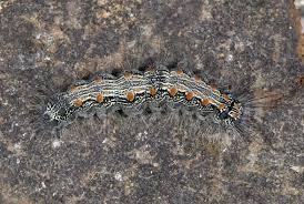 Attēlu rezultāti vaicājumam “Lithosia quadra male”