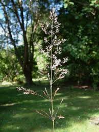 Attēlu rezultāti vaicājumam “Agrostis capillaris”
