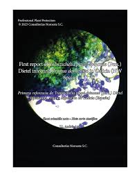 Attēlu rezultāti vaicājumam “Tranzschelia pruni-spinosae spores”