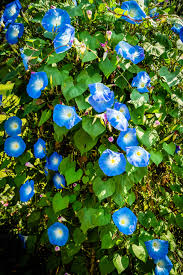 Image result for Ipomoea Heavenly Blue