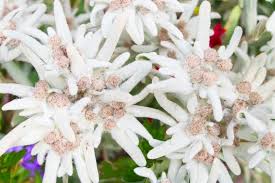 Attēlu rezultāti vaicājumam “Thesium alpinum flower”