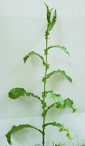 Attēlu rezultāti vaicājumam “Sonchus asper flower”