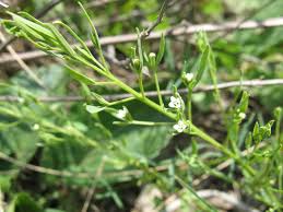 Attēlu rezultāti vaicājumam “Thesium ebracteatum”