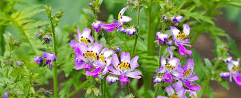 Image result for Schizanthus