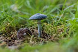 Attēlu rezultāti vaicājumam “Rhynchostegiella tenella macro”