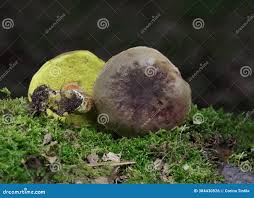 Attēlu rezultāti vaicājumam “Xerocomus pruinatus”