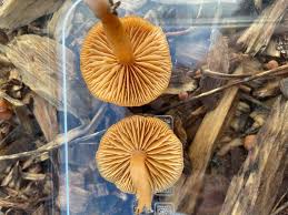 Attēlu rezultāti vaicājumam “Galerina marginata”