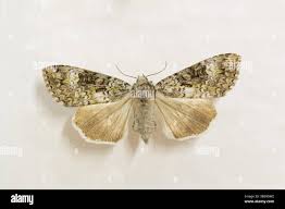 Attēlu rezultāti vaicājumam “Eurois occulta”