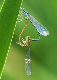 Attēlu rezultāti vaicājumam “Enallagma cyathigerum male”