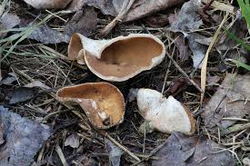 Attēlu rezultāti vaicājumam “Disciotis venosa”