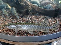 Image result for Esox lucius