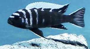 Risultati immagini per cynotilapia pulpican