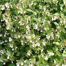 Attēlu rezultāti vaicājumam “Symphytum grandiflorum”