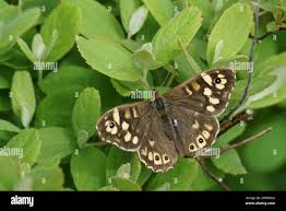 Attēlu rezultāti vaicājumam “Pararge aegeria”