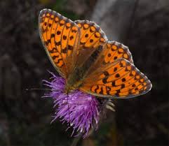 Attēlu rezultāti vaicājumam “Argynnis niobe”