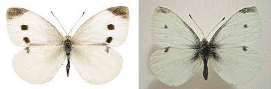 Attēlu rezultāti vaicājumam “Pieris brassicae male”