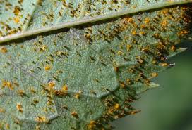 Attēlu rezultāti vaicājumam “Phragmidium sp.”