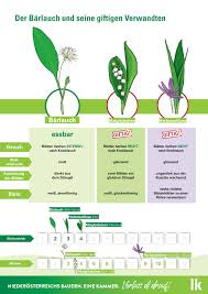 Image result for Bärlauch