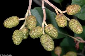 Attēlu rezultāti vaicājumam “Alnus glutinosa fruit”
