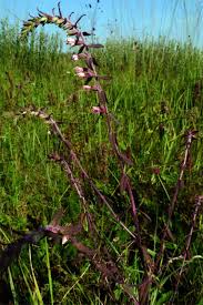 Attēlu rezultāti vaicājumam “Odontites vulgaris”