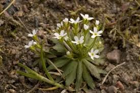 Attēlu rezultāti vaicājumam “Androsace septentrionalis”