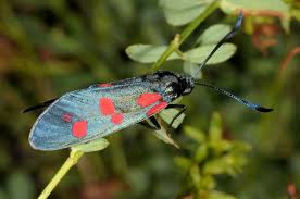Attēlu rezultāti vaicājumam “Zygaena filipendulae”