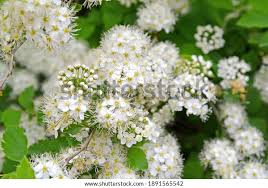 Attēlu rezultāti vaicājumam “Spiraea chamaedryfolia flower”