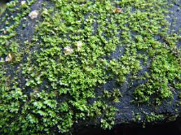 Attēlu rezultāti vaicājumam “Dichodontium pellucidum sporophyte”