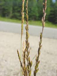 Attēlu rezultāti vaicājumam “Festuca altissima leaf”