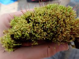 Attēlu rezultāti vaicājumam “Philonotis”